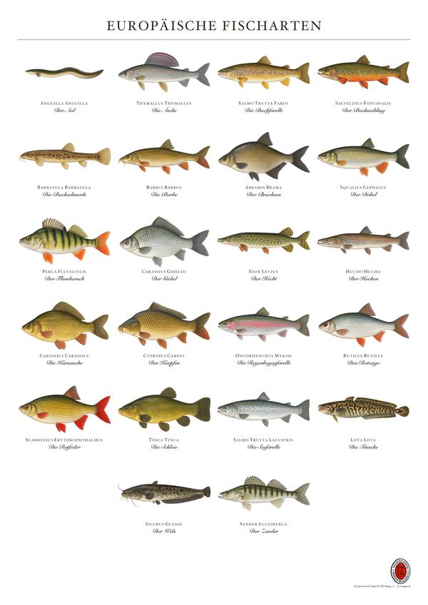 Poster Europäische Fischarten