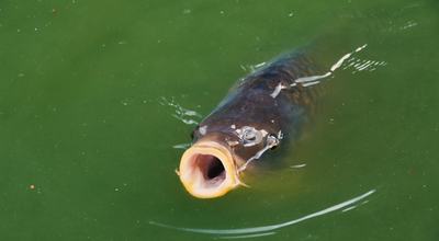 Karpfen im Wasser (Symbolbild)