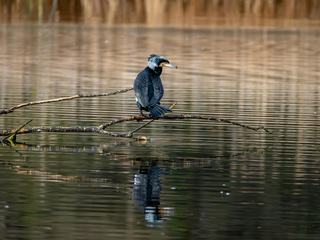 Kormoran – Portrait