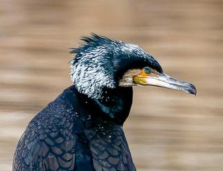 Kormoran – Portrait