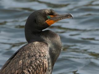 Kormoran am Gewässer