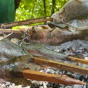 steckerlfisch